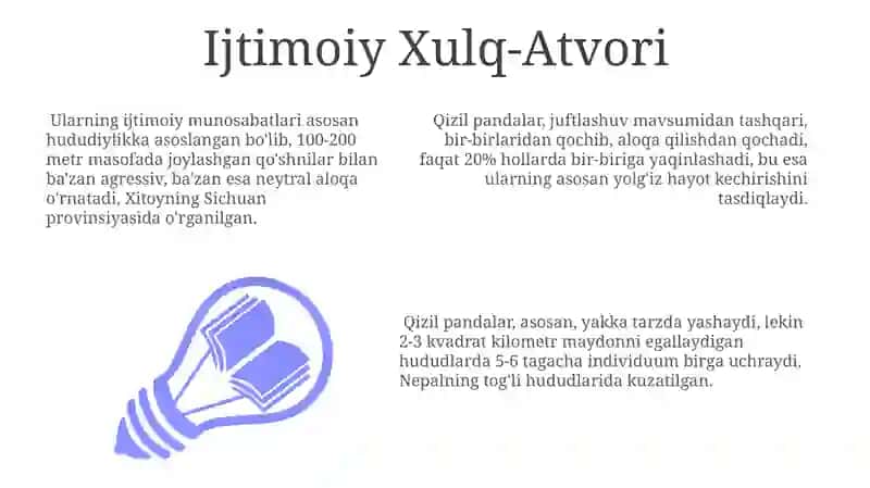 Qizil panda 3
