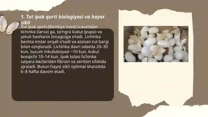 Tut ipak qurti 3