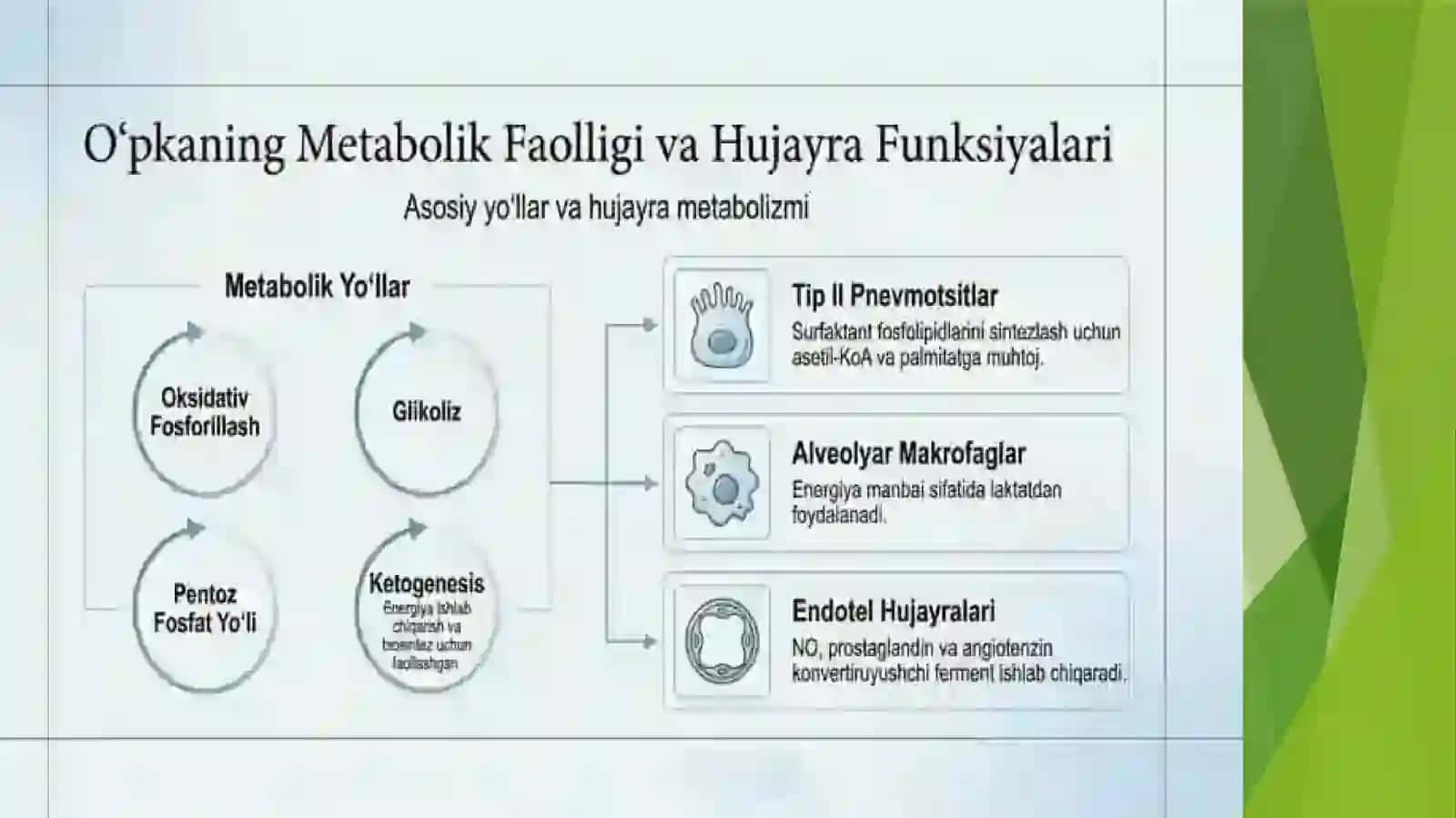 O'pkaning metabolik tavsifi va uning buzilishlari 3