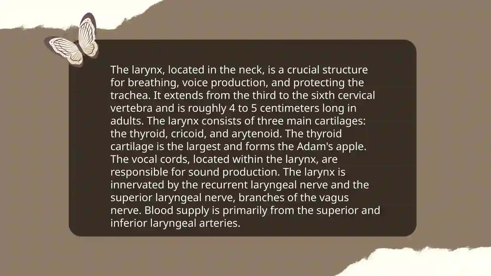 Anatomy of the Larynx 3