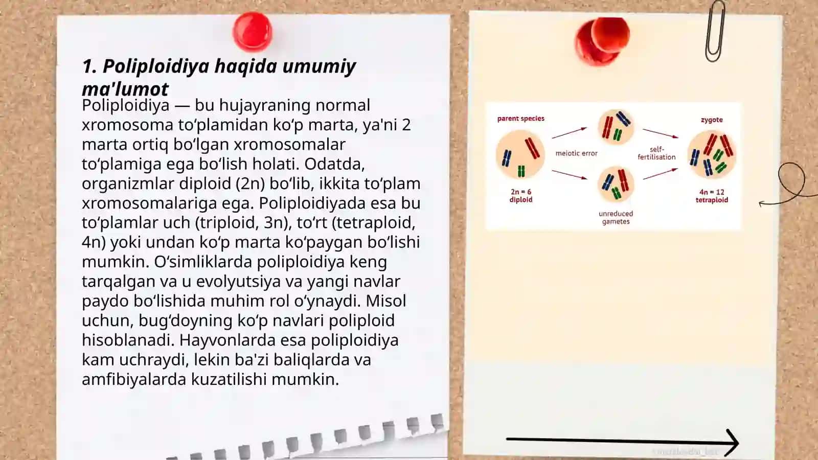 POLIPLOIDIYA 3