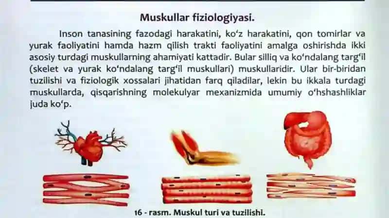 Muskullar fiziologiyasi 3