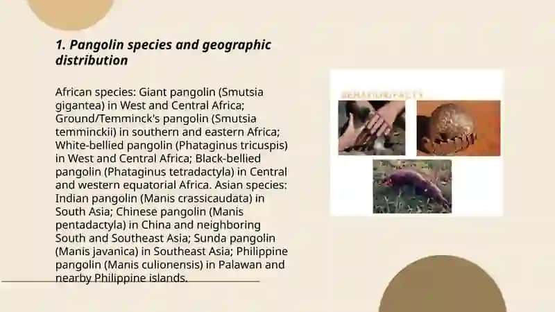 Pangolin 3
