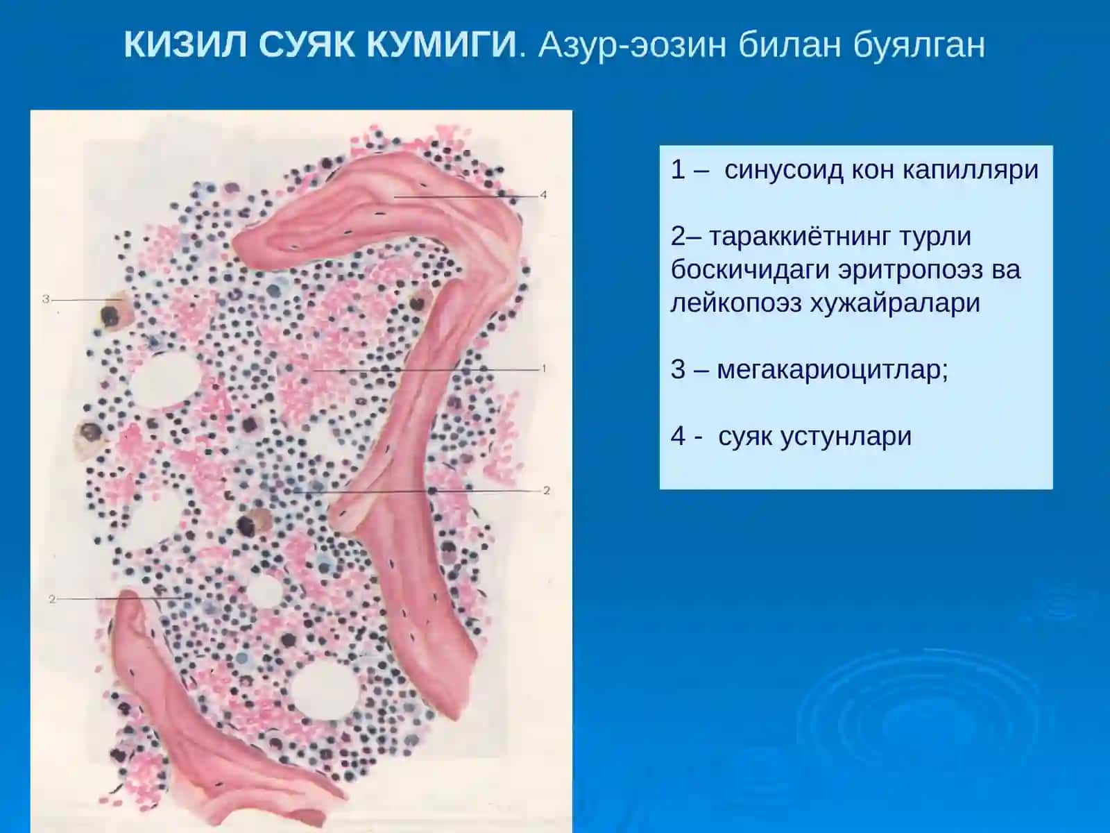 «Марказийконяратувчиваиммун-химояаъзолари» 3