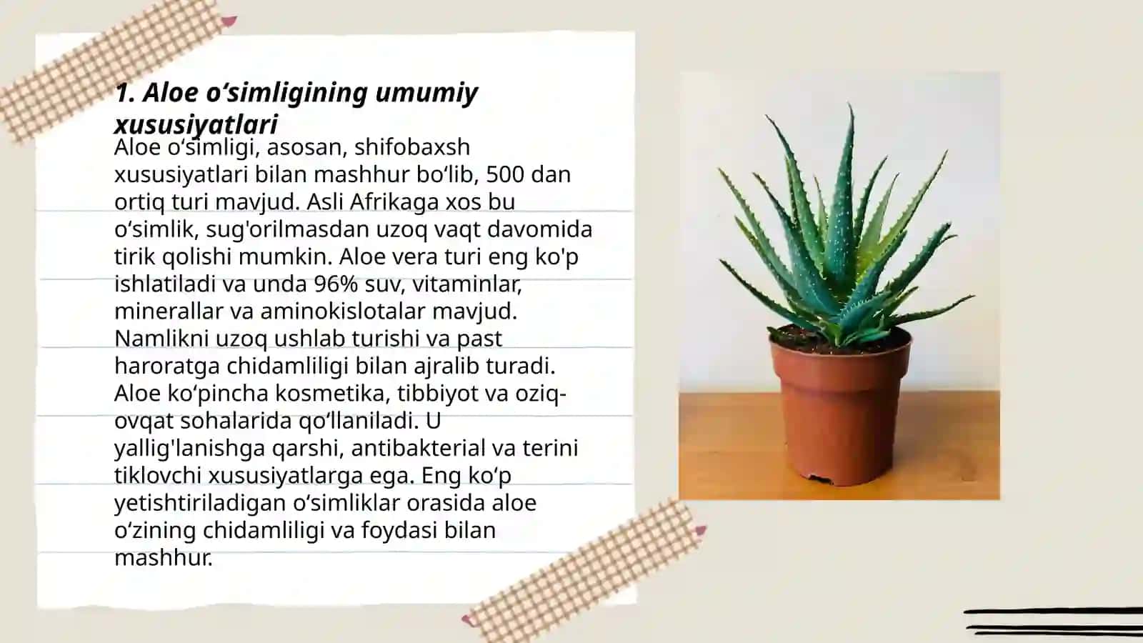 Aloe oʻsimligi haqida maʼlumot 3