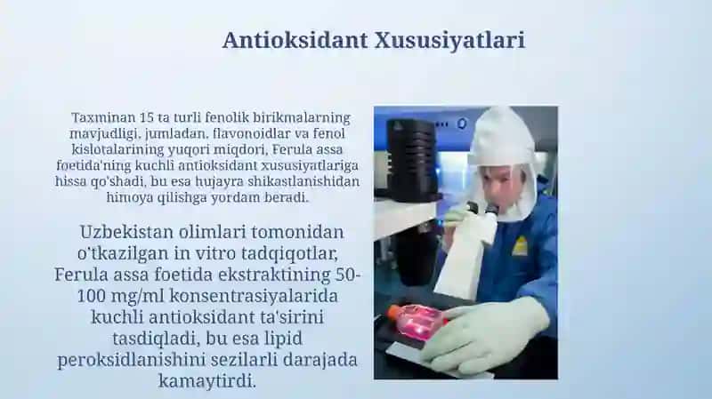 Ferula Assa Foedita 3