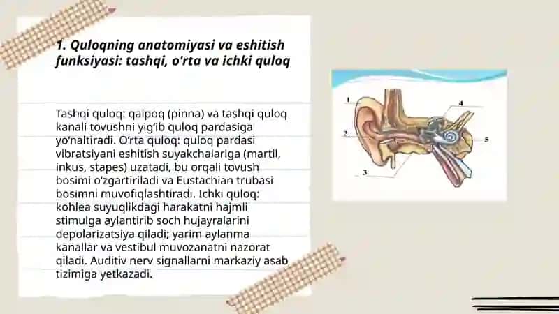 Eshitish fiziologiyasi 3