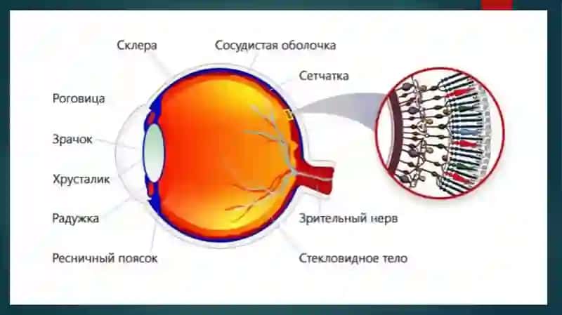 дегенеративные заболевания сетчатки глаза 3