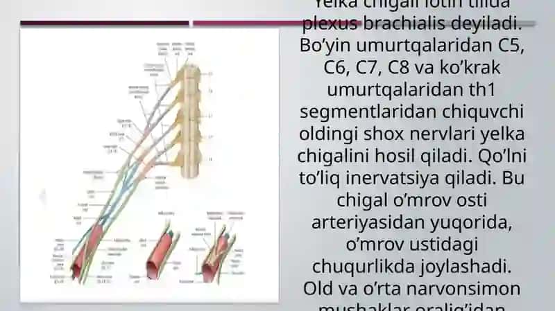 Yelka chigali anatomiyasi 3