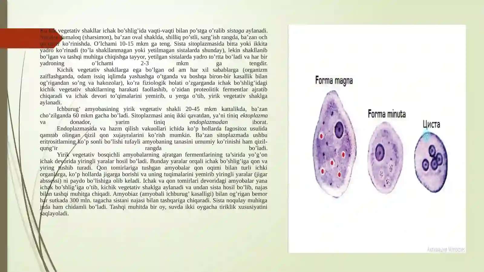 Entamoeba histolytica 3