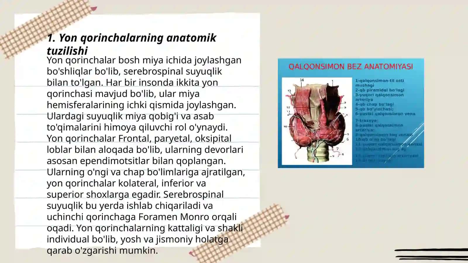 Yon qorinchalarning variant anatomiyasi klinik ahamiyati 3