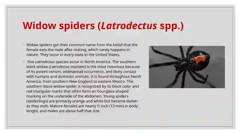 Spiders that are important in medicine 3