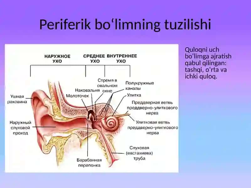 ESHTISH ANALIZATORINING ANATOMIYASI 3