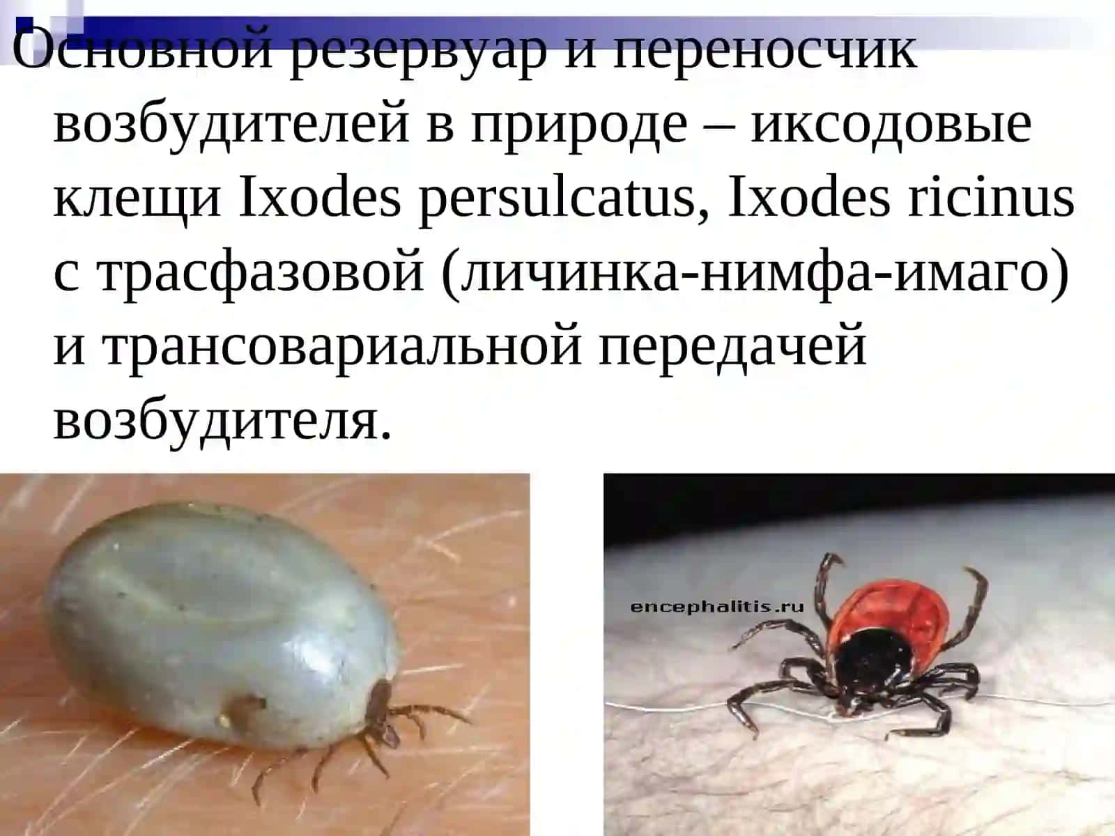 ЛАЙМ-БОРРЕЛЛИОЗ 3