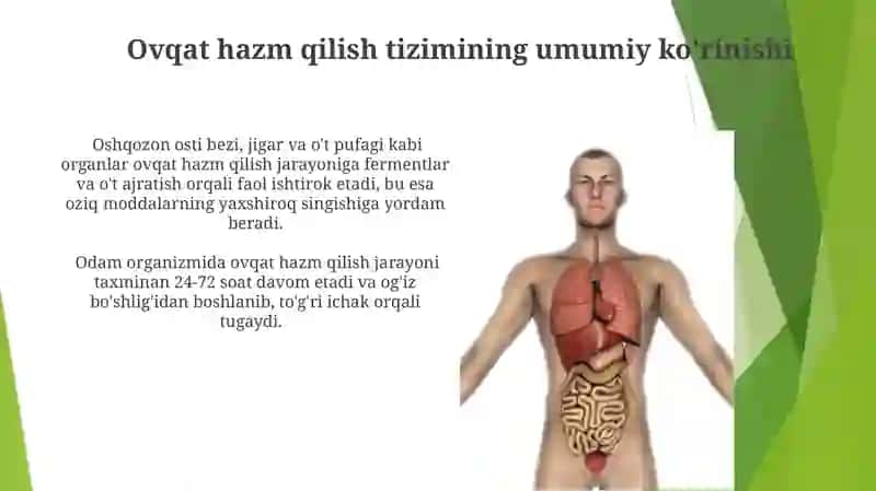 Ovqat hazm qilish organi 3