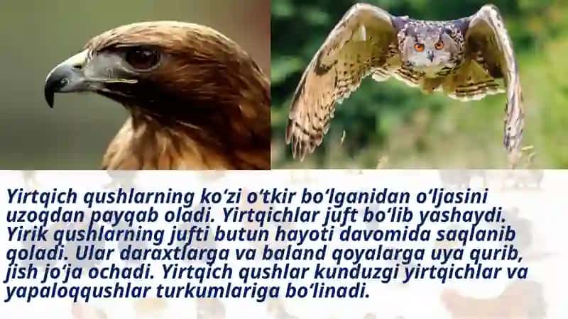 Yirtqichqushlar 3