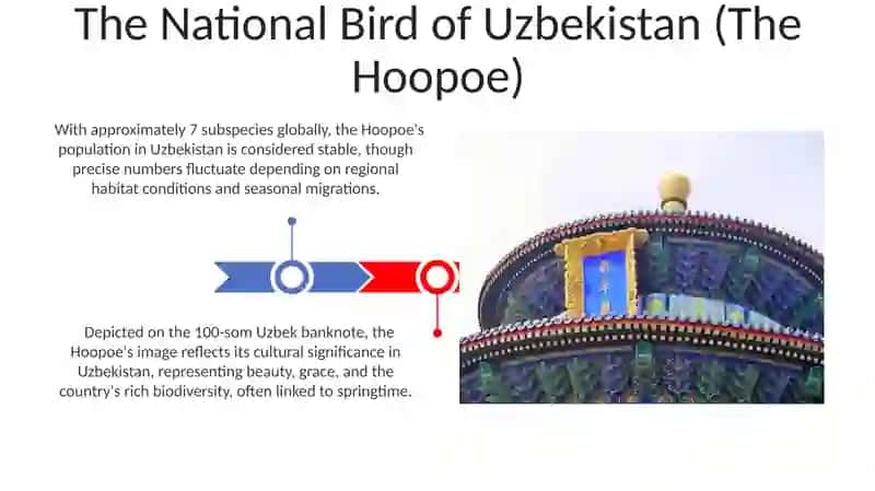 The National Bird of Uzbekistan (The Hoopoe) 3