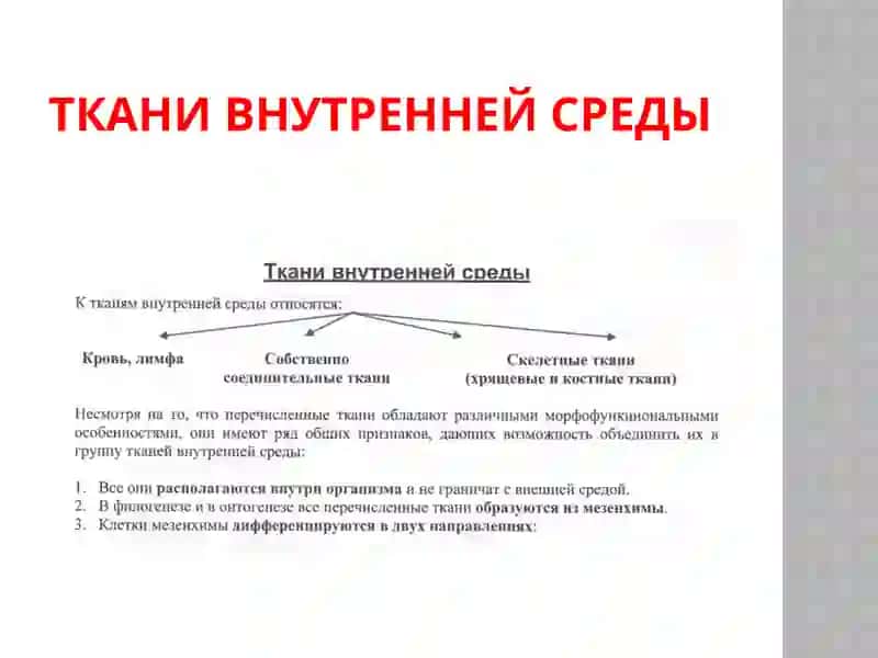 Ткани внутренней среды 3