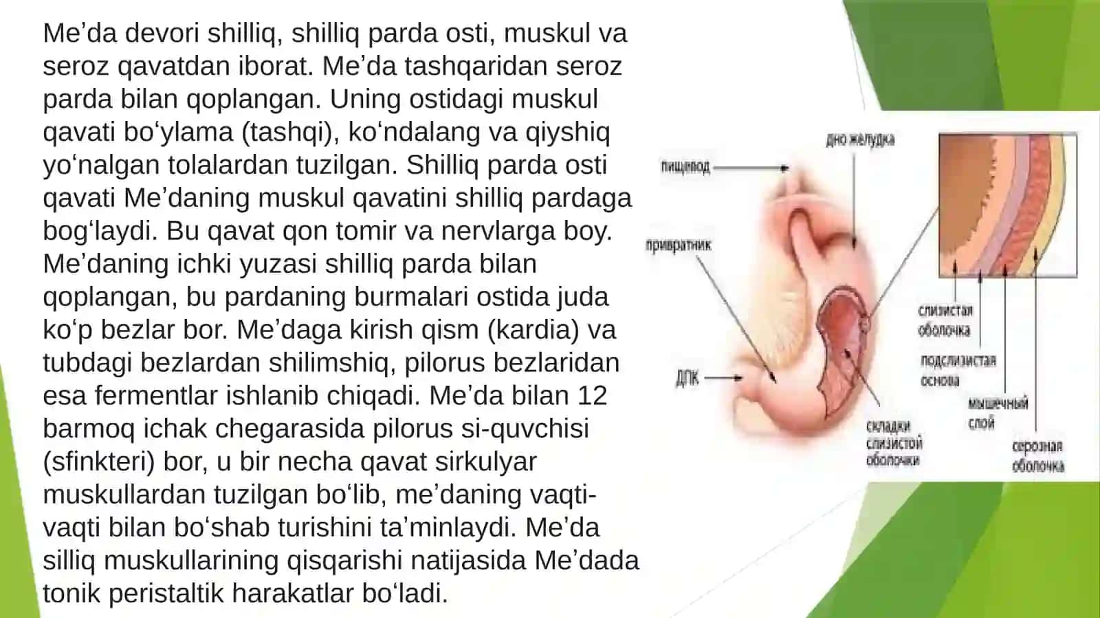 Me’daning kompensator-adaptiv va regenerativ hususiyatlari 3