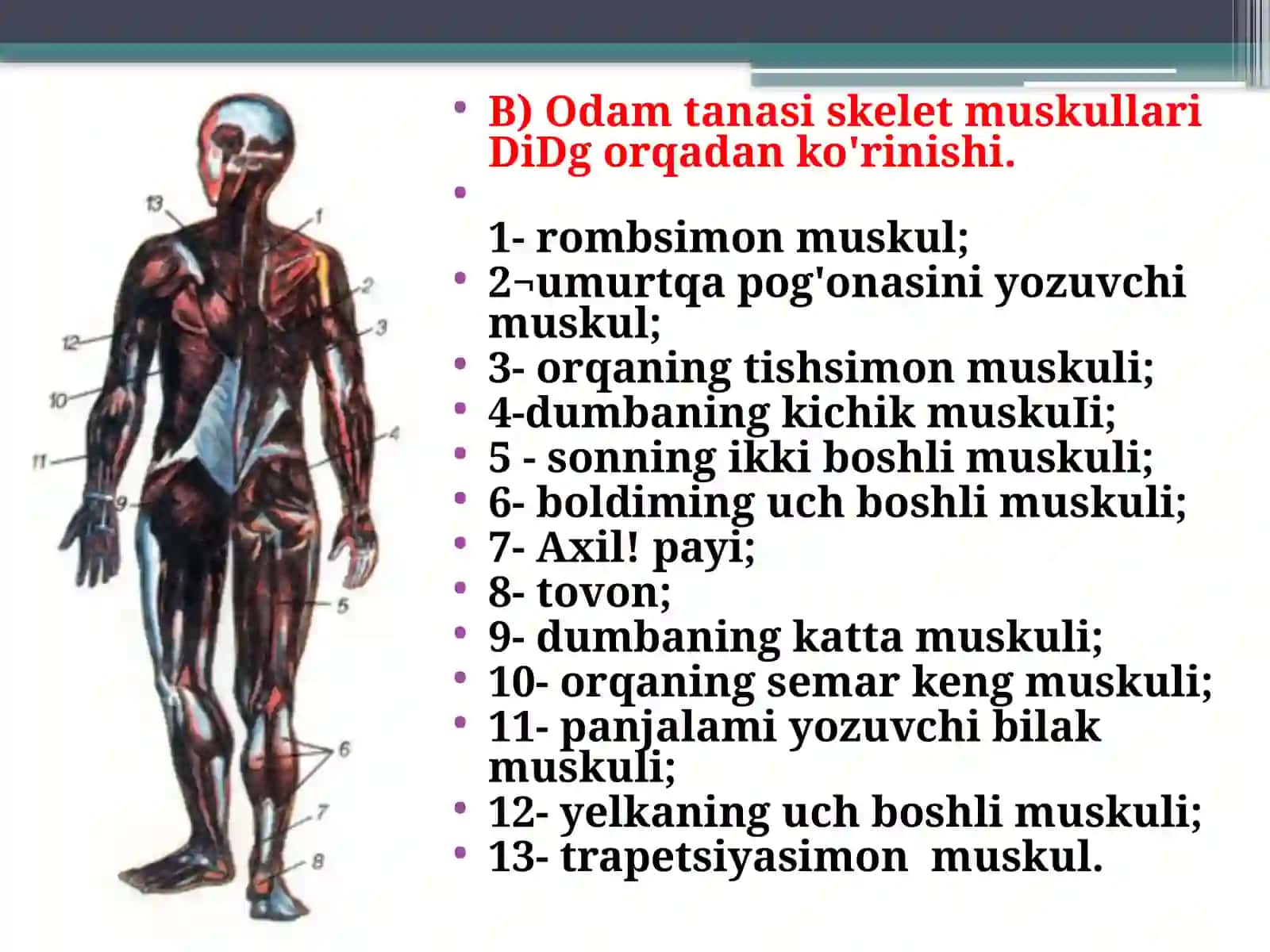 Tanamuskullari 3