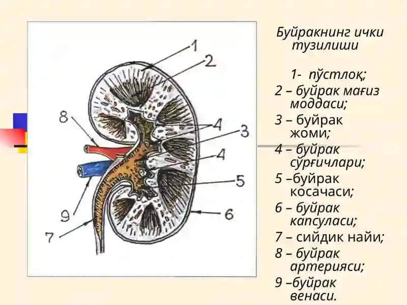 УРОЛОГИК КАСАЛЛИКЛАР БИЛАН КАСАЛЛАНГАН БЕМОРЛАРНИ ТЕКШИРИШ 3