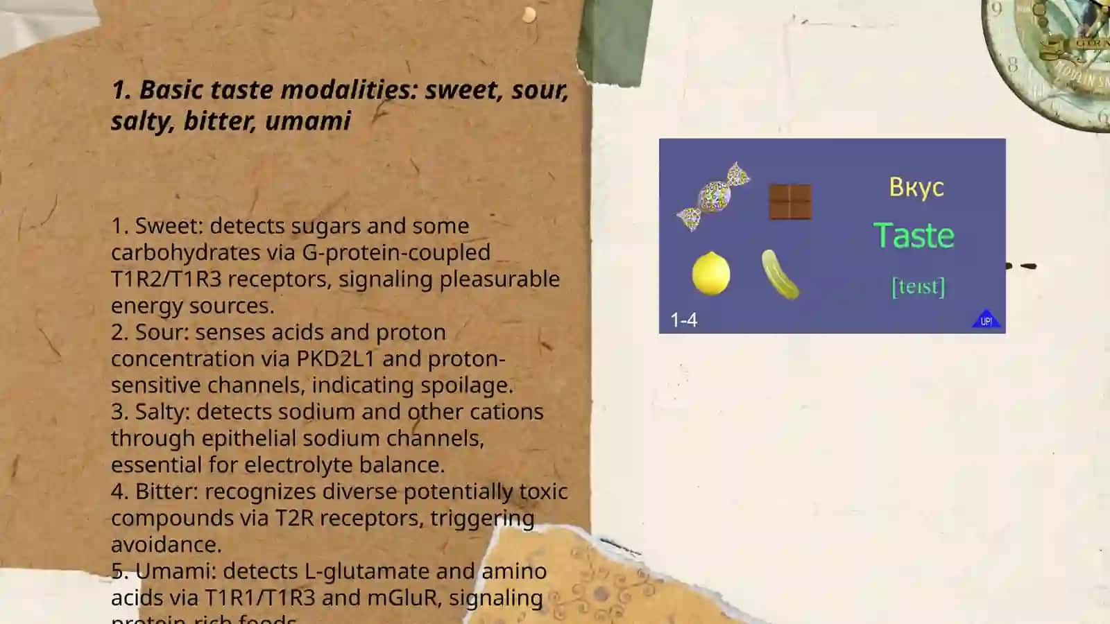 Xolmirzayeva Mushtariy 3