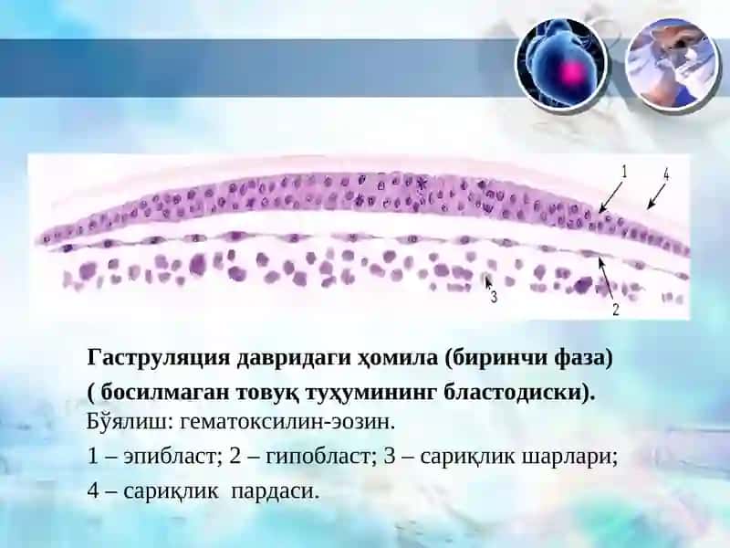 Одам эмбриология асослари. Провизор аъзолар 3