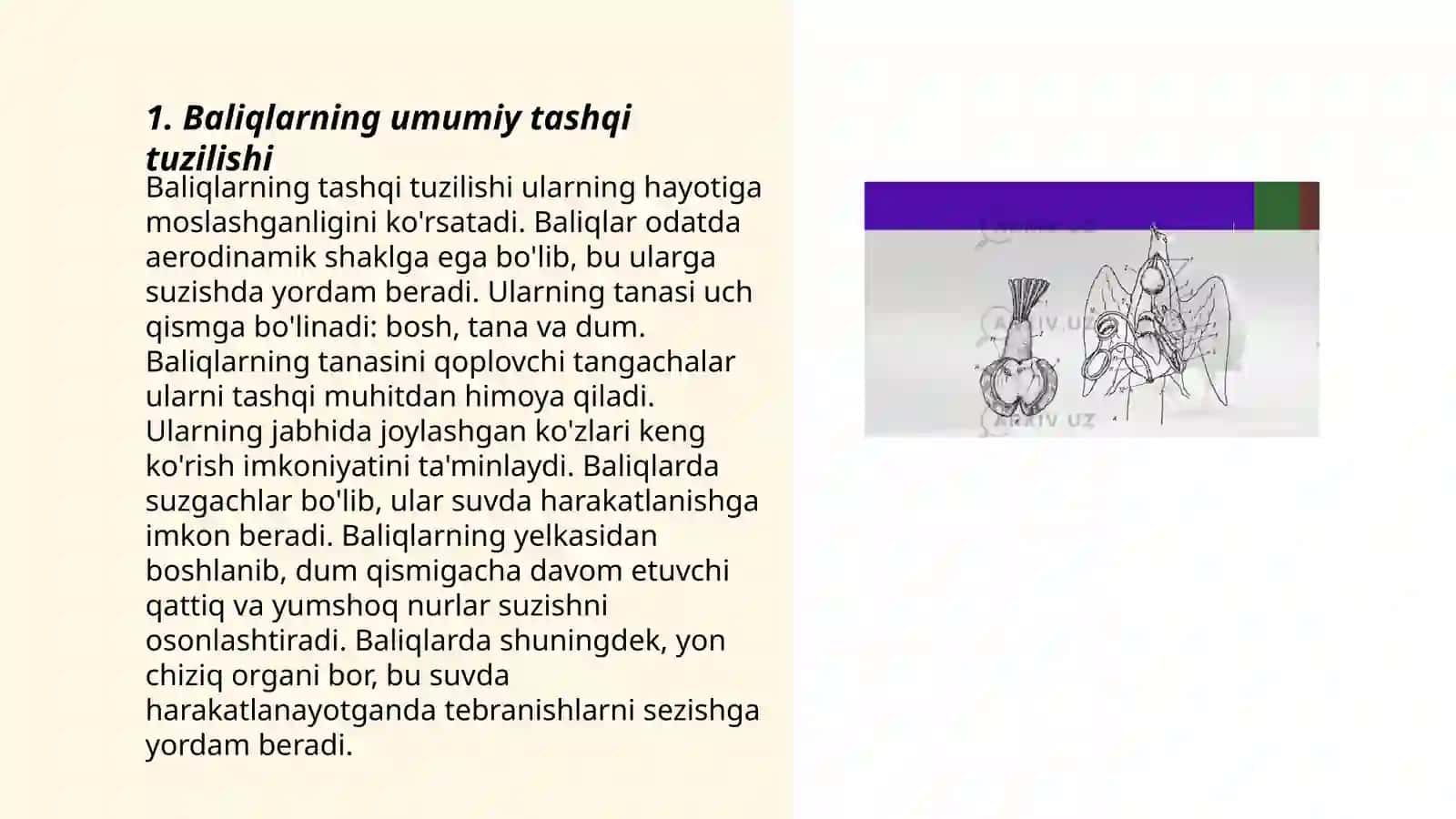 Baliqlarning Tashqi Tuzilishi 3