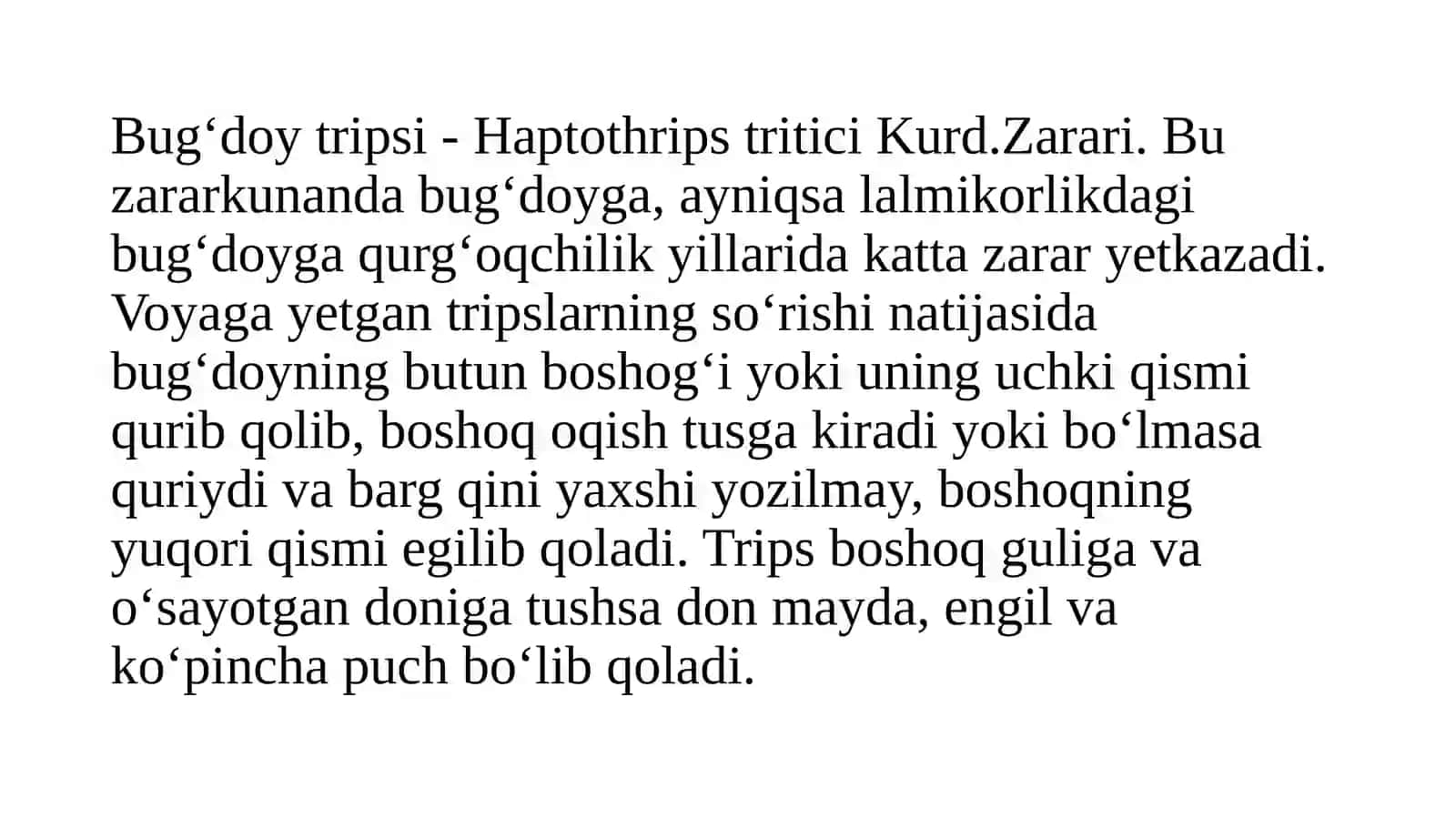 Bug‘doytripsi-HaptothripstriticiKurd 3