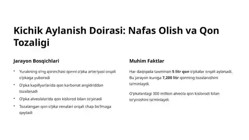 Qon Aylanish Doiralari: Organizm Hayotining Asosi 3