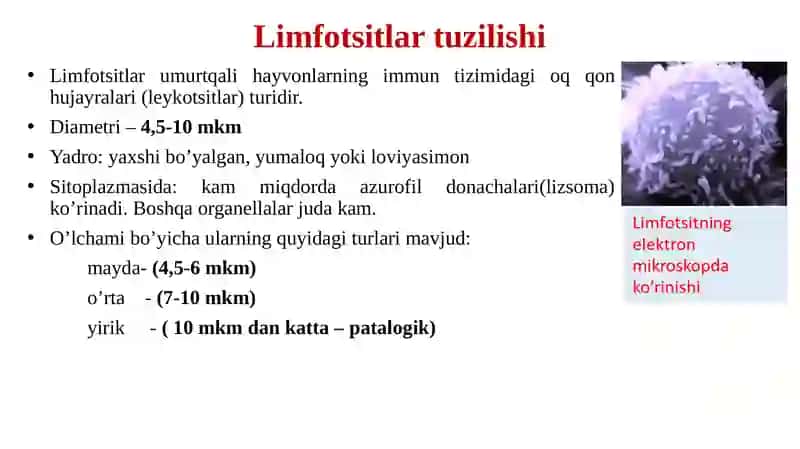 Limfositopoezning xususiyatlari 3