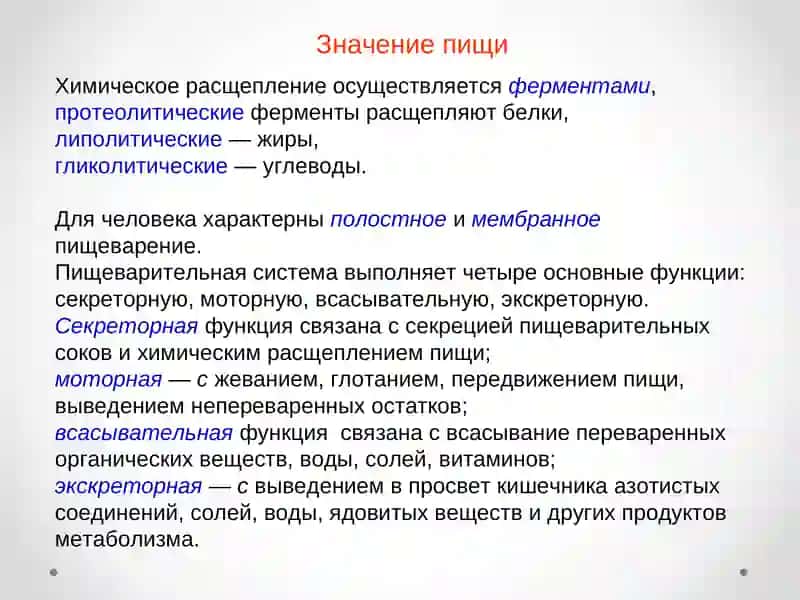 Пищеварительная система 3