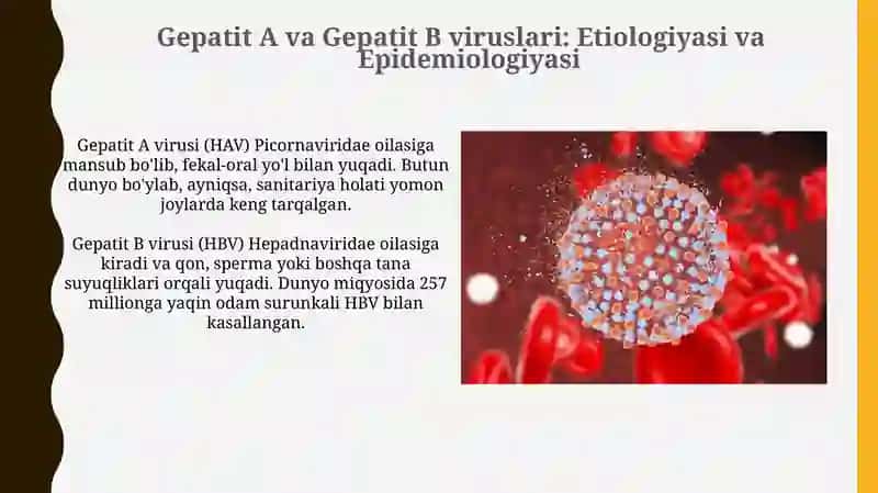 Gepatit A va Gepatit B viruslari 3