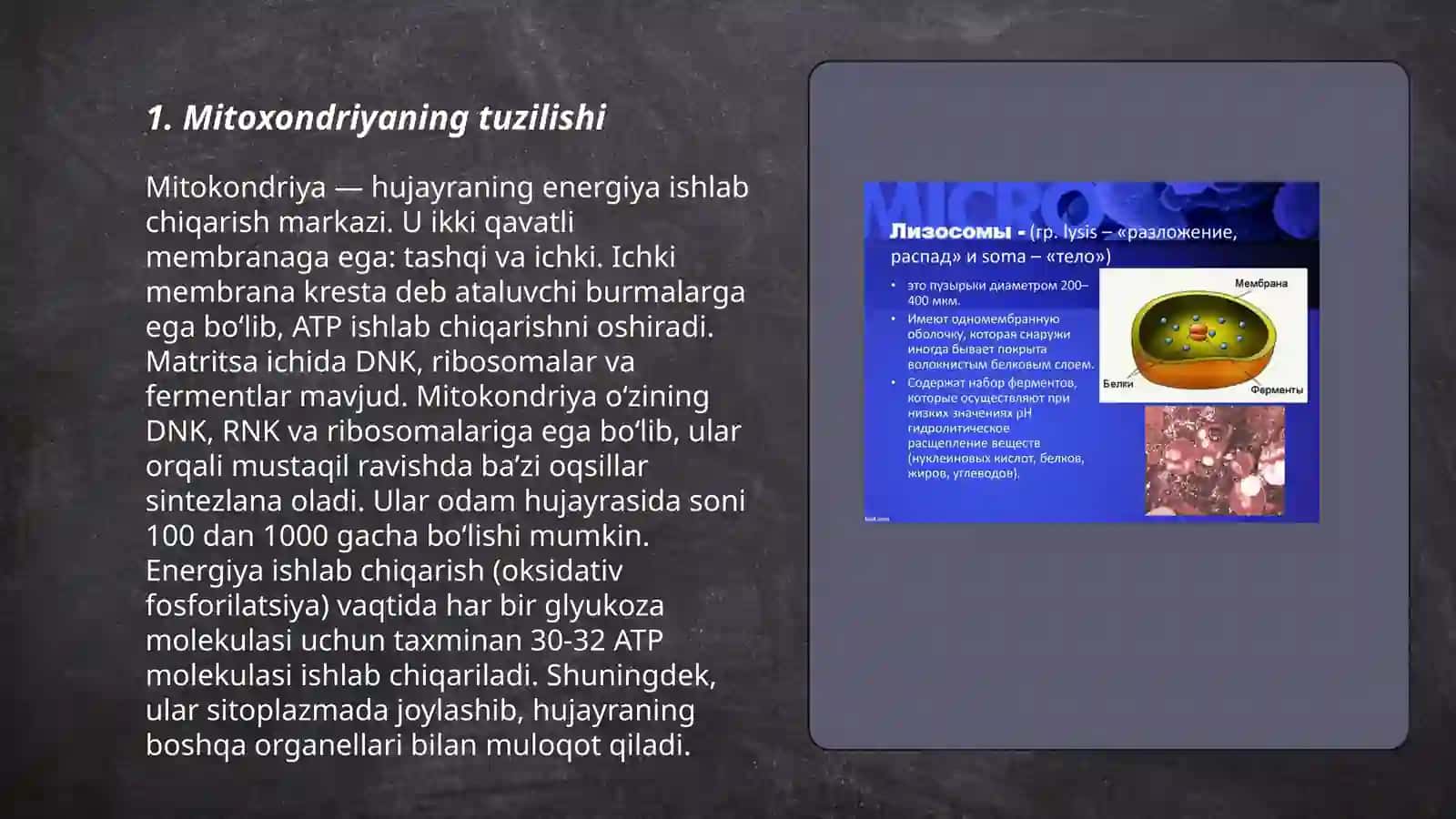 Mitoxondriya va Lizosoma 3