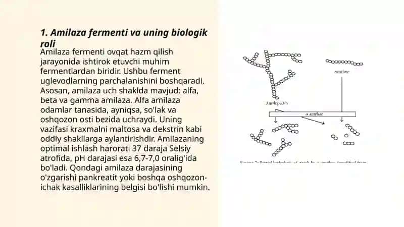 Amilaza fermenti 3
