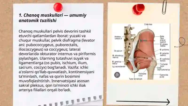 Chanoq muskullari 3