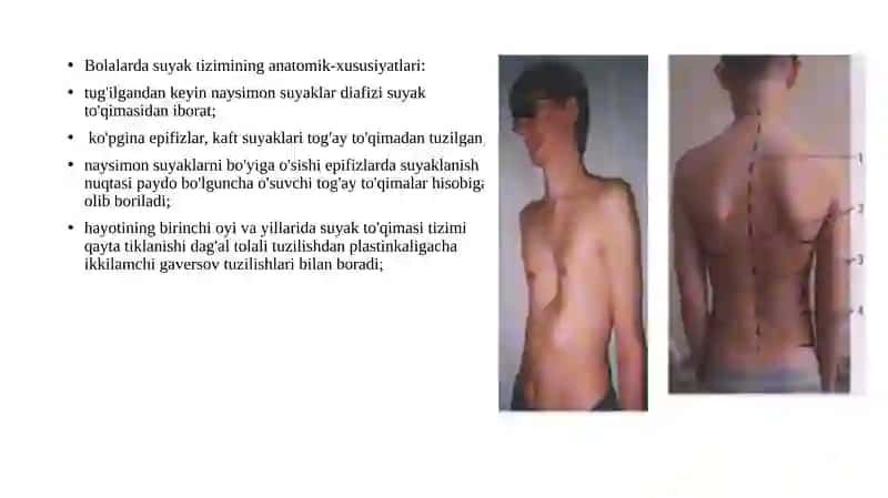 Suyak tizimi 3