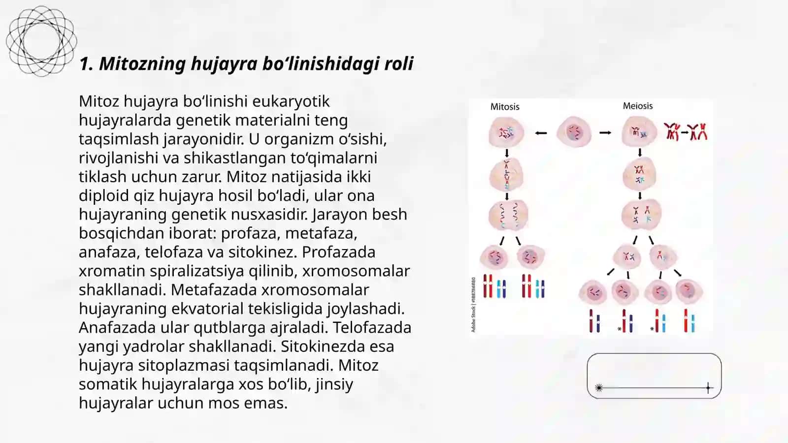 Mitozning biologik ahamyati 3