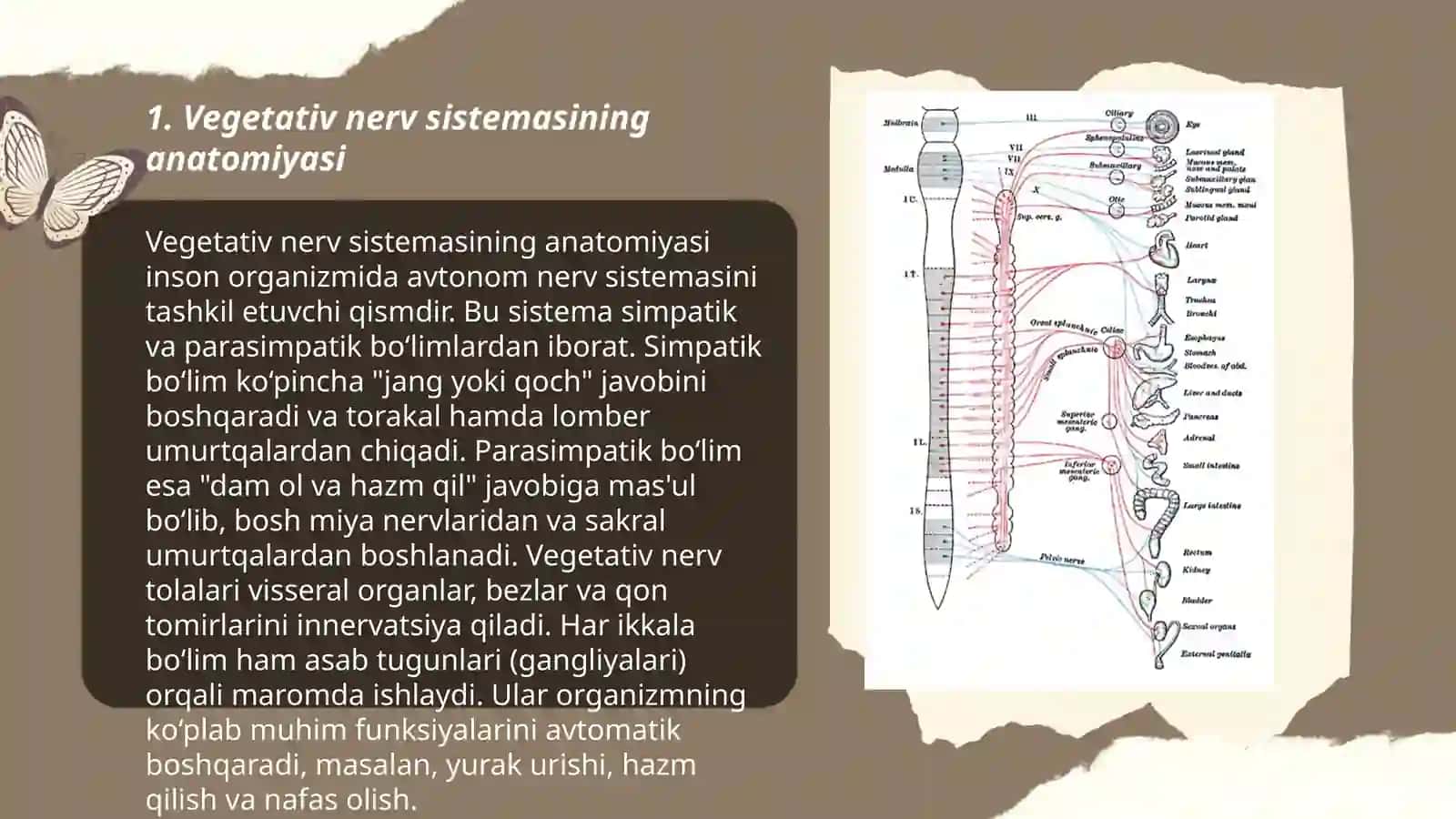 Vegetativ nerv sistemasi 3