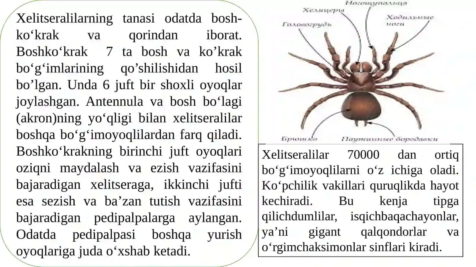 Xelitseralilar (Chelitserata) kenja tipi 3