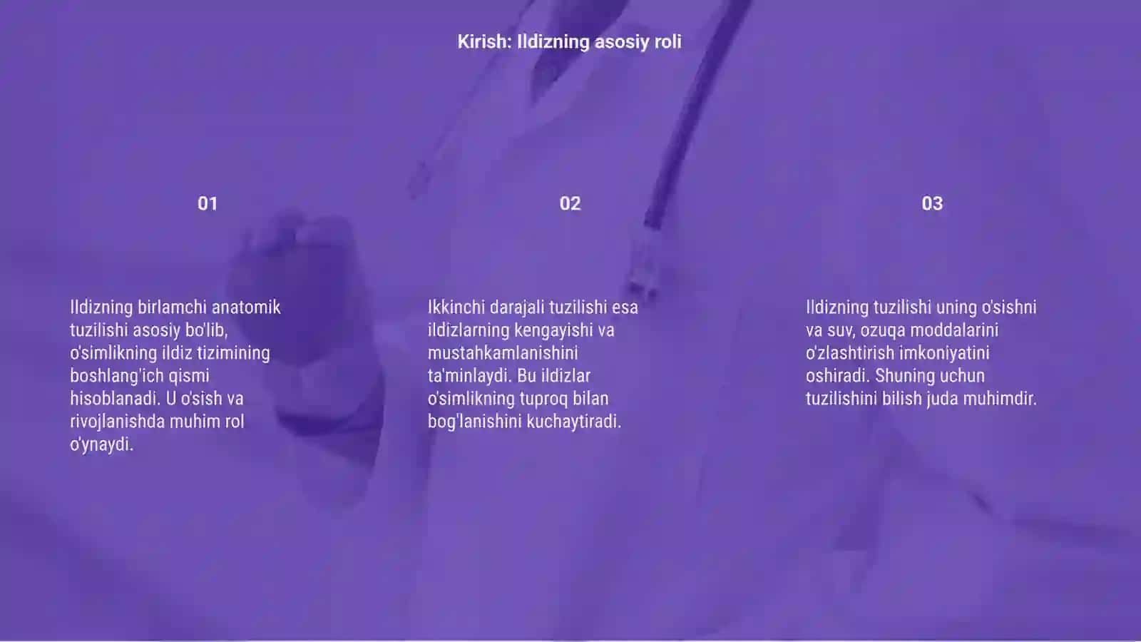 Ildizning birlamchi va ikkilamchi anatomik tuzulishi 3
