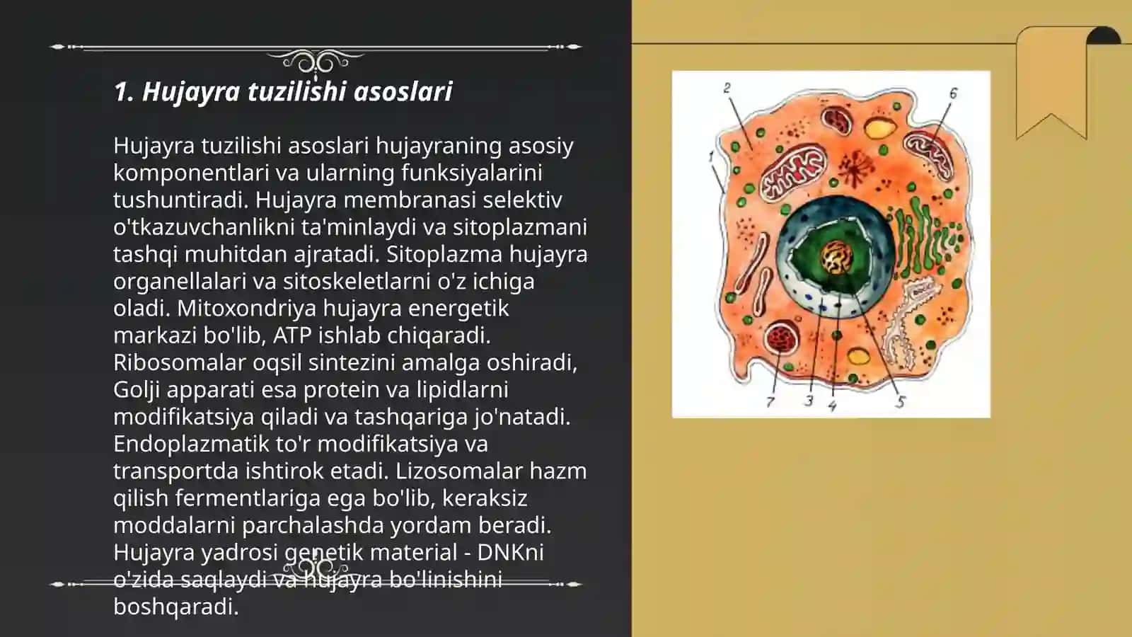 Hujayra tuzilishi va hujayra nazariyasi 3