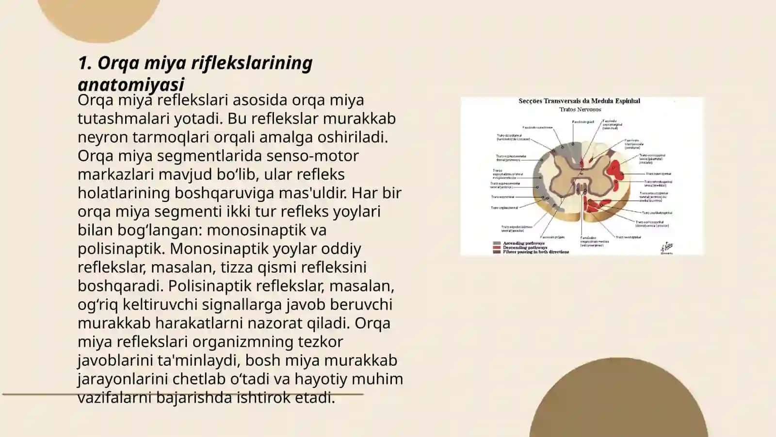 Orqa miya riflekslari 3