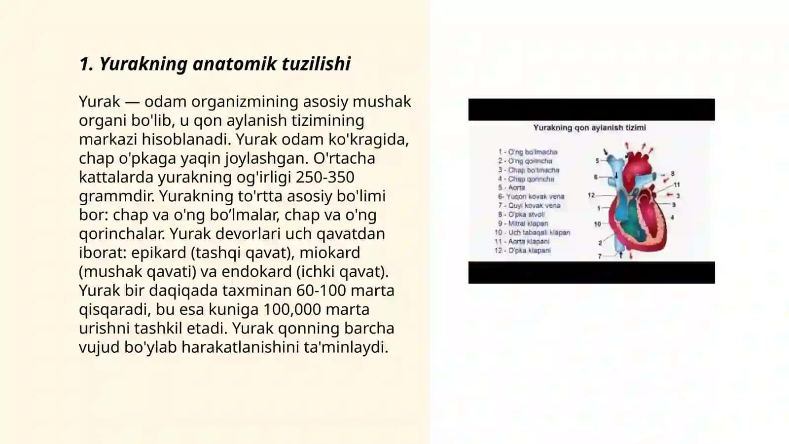 Yurakning tuzilishi 3