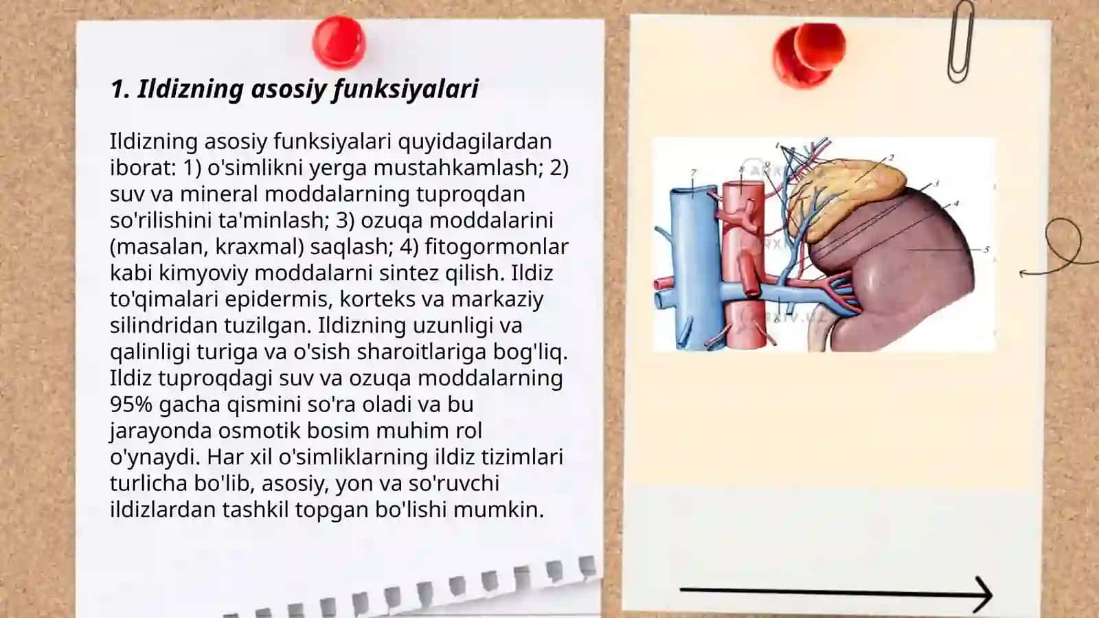 Ildiz tuzilishi, turlari 3