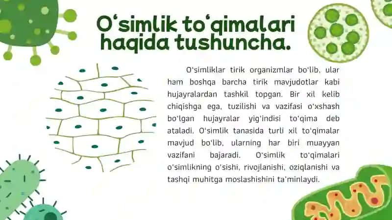 O`simlik to`qimalari. 3