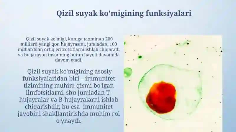 Suyak ko'migi 3