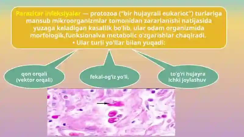 Parazitar infeksiyalar(malyariya,leyshmanioz, amebiaz) 3