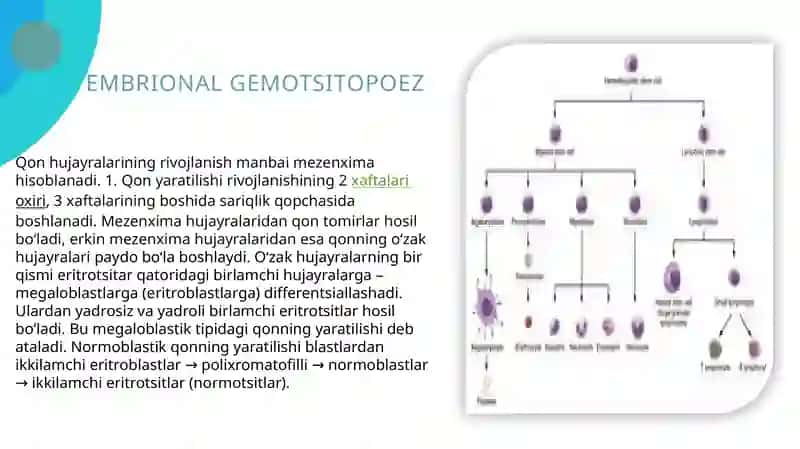 Embrionalgemotsitopoez 3