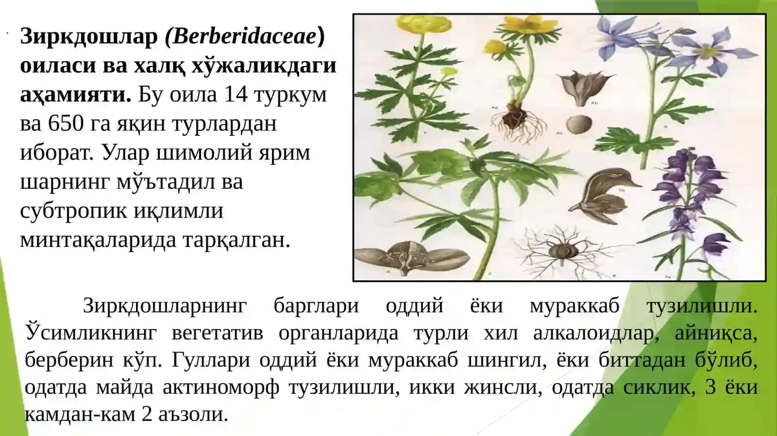 Zirkdoshlar (Berberidaceae) oilasi 3